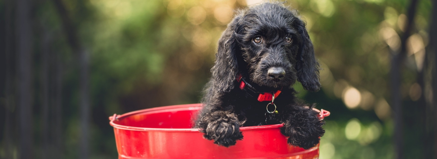 west creek new jersey veterinarians