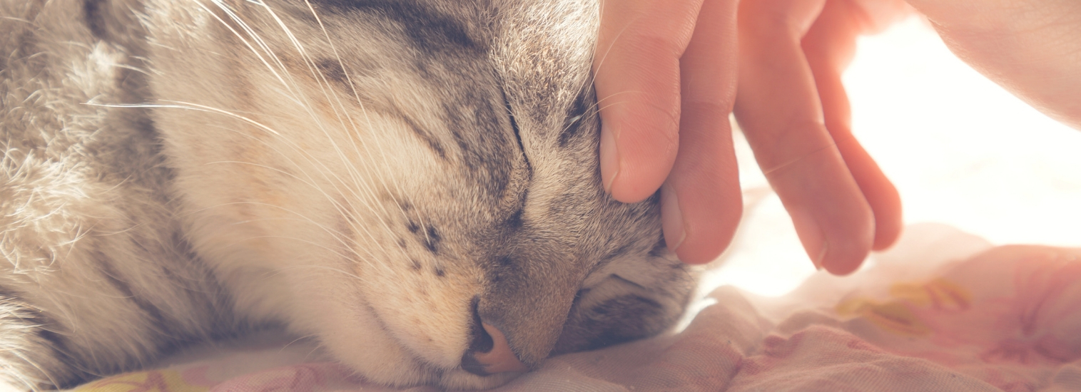 west creek new jersey veterinarians