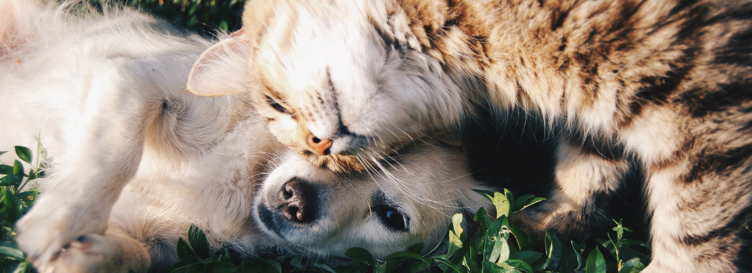 west creek new jersey veterinarians